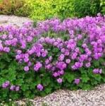 Герань почвопокровная кембриджская 'Cambridge'