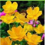 Купальница кит. Golden Queen