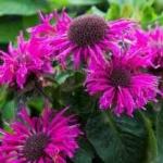 Монарда Bee Free