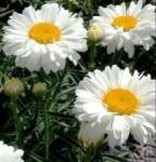 Нивяник Палладин