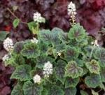 Тиарелла Appalachian Trail