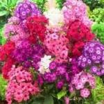 Флокс (микс)