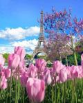 Взгляд на Эйфелеву башню сквозь тюльпаны