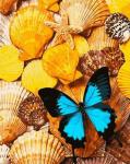 Голубая бабочка на желтых ракушках