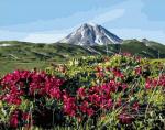 Цветущая поляна с видом вершину горы