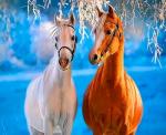 Две лошади в заснеженном лугу