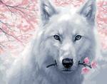 Белоснежный волк под цветущей сакурой