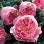 Саженец Английские кустовые розы Алнвик Роуз (The Alnwick Rose)