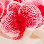 Цветы искусственные "Орхидея фаленопсис" 8х80 см, красный