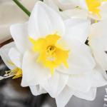 Цветы искусственные "Нарцисс" 60 см, белый