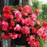 Cascade Odorosa Sweet Pink