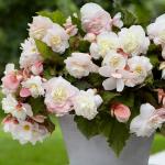 Cascade Odorosa White Blush