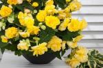 Cascade Odorosa Yellow Flame