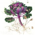 Капуста декоративная Бордовая Сонг Бёрд (15 семян)