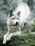 Серый волк в полнолуние