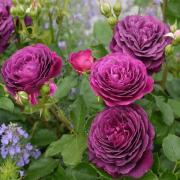 Саженец роза Пурпл Эден (Purple Eden)