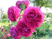 Саженец Английские кустовые розы Фальстаф (Falstaff)