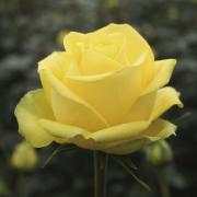 Саженец роза Латина (Latina)