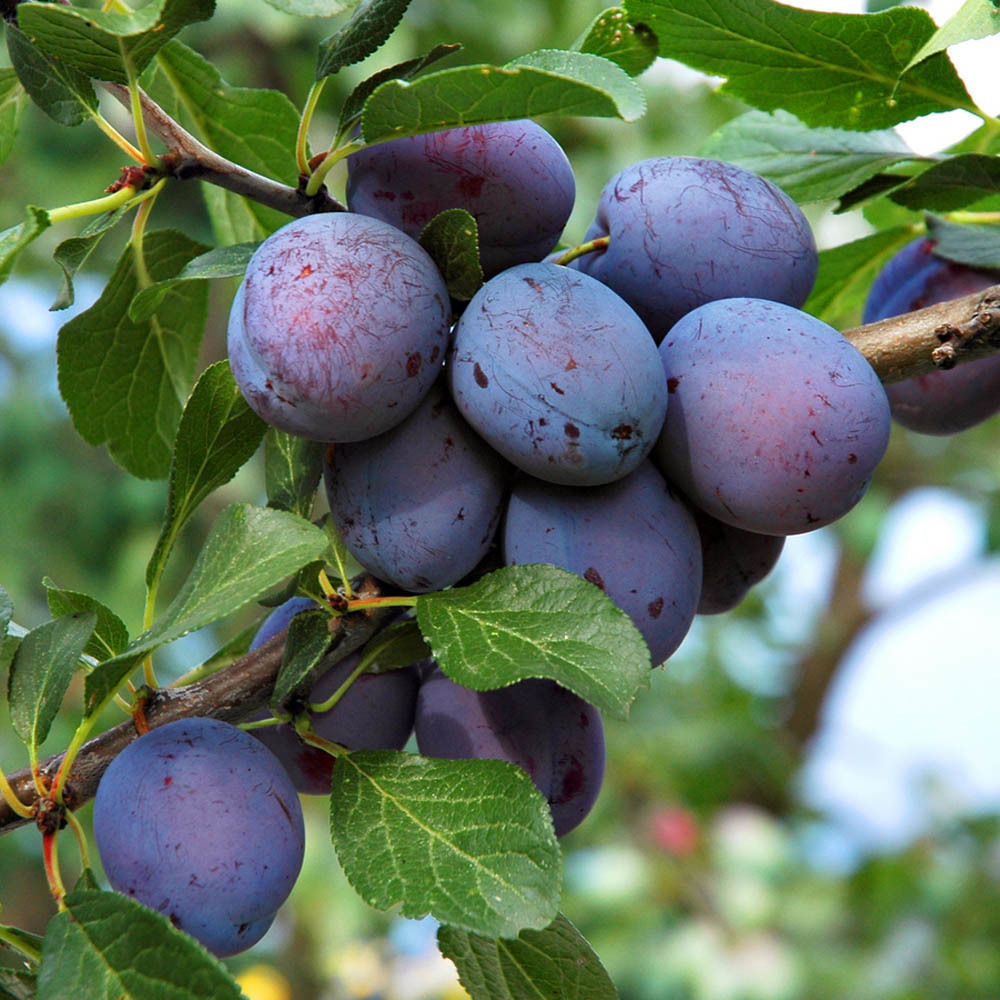 Слива заречная ранняя описание сорта отзывы. Слива Prunus domestica. Слива Ренклод Мичуринский. Слива Окская. Слива Ренклод Северный.