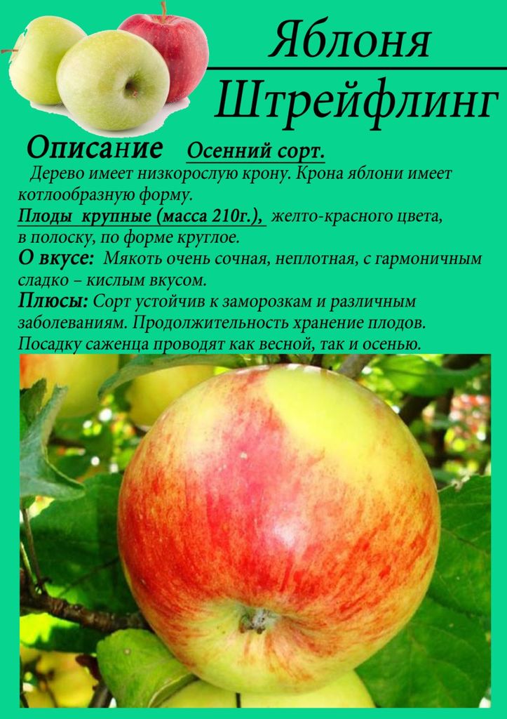 Яблоня катя описание сорта фото отзывы садоводов