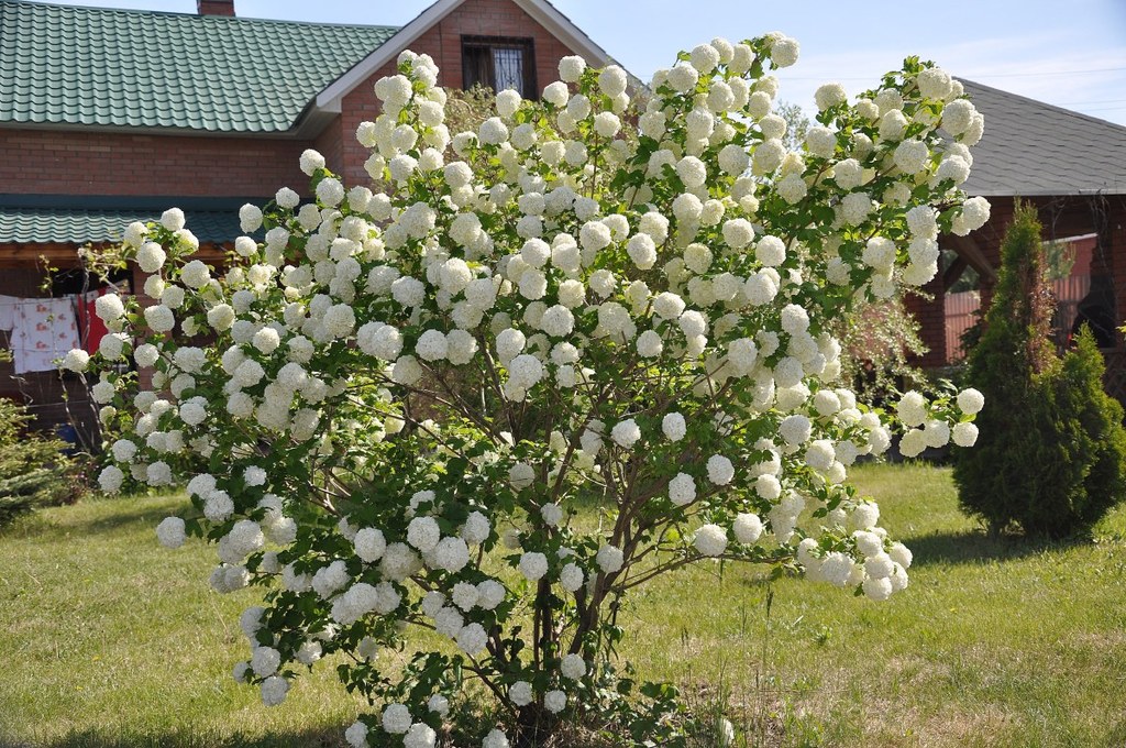 Гортензия бульденеж кустарник