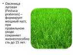 Газонная трава Овсянница луговая семена (меш 1 кг+/-5%)/1