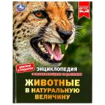 Животные в натуральную величину. Энциклопедия с развивающими заданиями. 50 стр. Умка  в кор.15шт