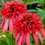 Эхинацея Гуава Айс