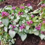 Яснотка Purple Dragon