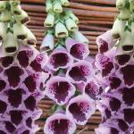 Наперстянка Шуга Плюм (еще именуемая дигиталис)