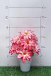Букет цветов "Георгины" 46 см (2 шт) SF-5131, в ассортименте