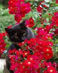 Черный котёнок среди красных цветов
