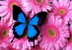 Бабочка на розовых герберах