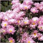 Хризантема зимующая