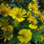 Гелениум Канария