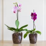 Кашпо для орхидеи 2,5 л