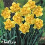 Нарцисс Blazing Starlet (3 луковицы)