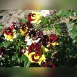 Саженец Роза штамбовая Фокус Покус