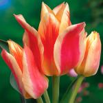Тюльпаны Многоцветковые
