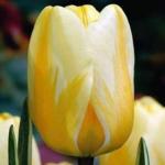 Тюльпаны Дарвиновские гибриды