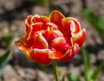 Тюльпаны Махровые поздние