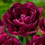 Тюльпаны Махровые ранние