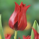 Тюльпаны Лилиецветные