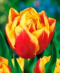 Тюльпаны Махровые поздние