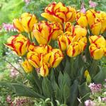 Тюльпаны Многоцветковые