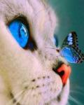 Голубоглазый котёнок и маленький мотылек