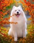 Белый пес среди осенней листвы