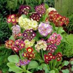 Примула ушковая