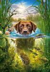 Пёс плывет по озеру среди местных обитателей